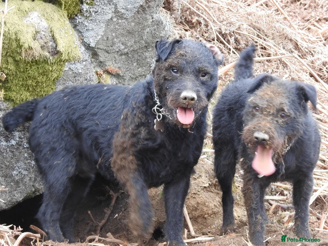 Patterdale Terrier dogs for stud: Mr Jason wooller  - Advert 1