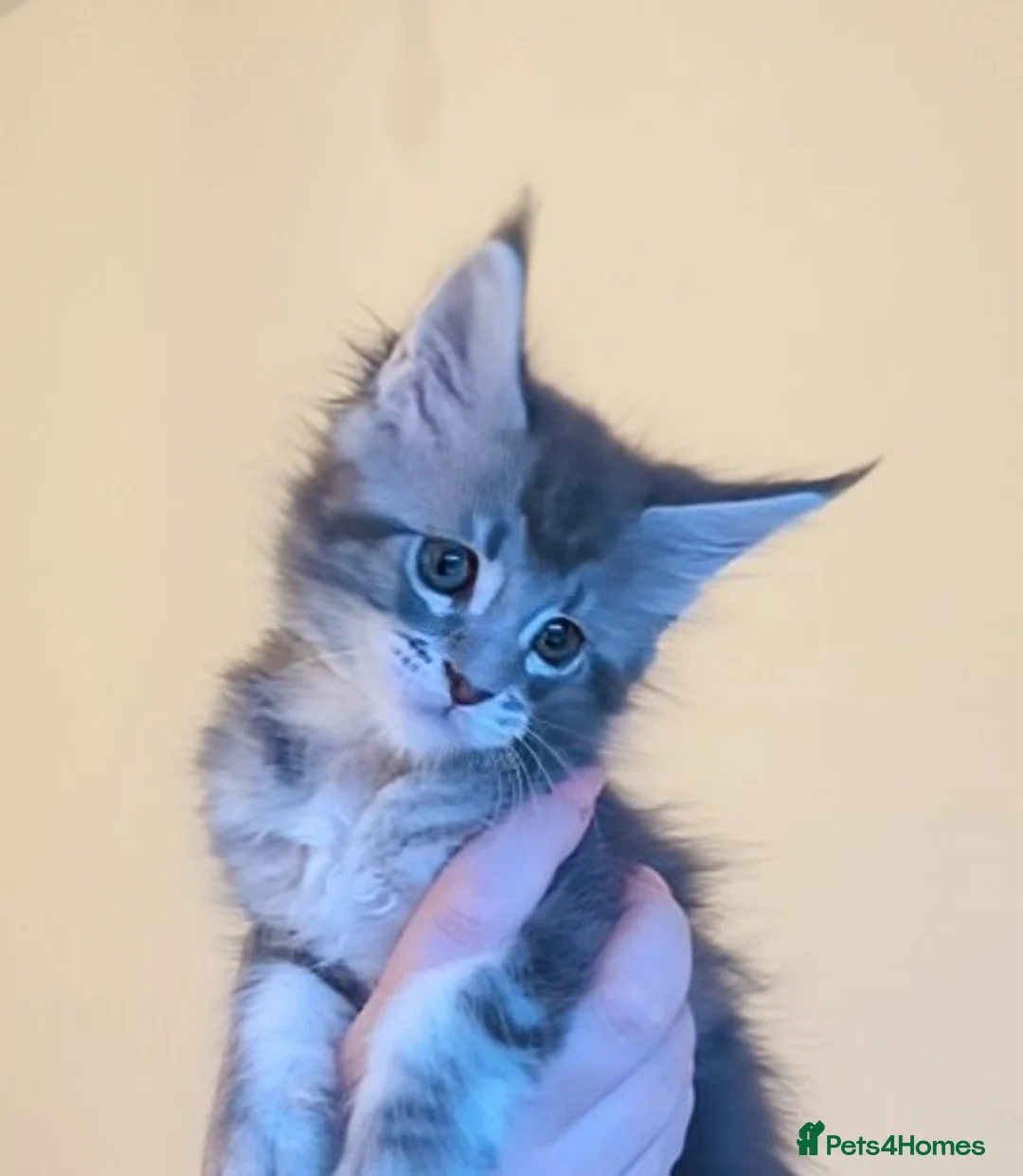 Maine Coon cats for sale: Champion Line Female Maine Coon Kittens  - Advert 1