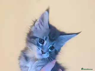 Maine Coon cats Champion Lines Female Maine Coon Kittens - Advert 3