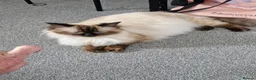 Ragdoll cats for sale: Ragdoll kittens in Porth - Advert 10