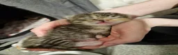 Mixed Breed cats for sale: Male and female tabby and ginger kittens  - Advert 4