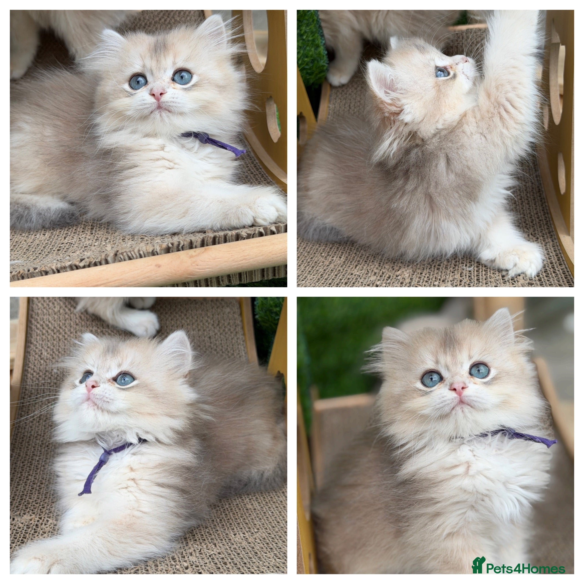 British Shorthair cats British shorthair blue golden kittens GCCF  - Advert 9