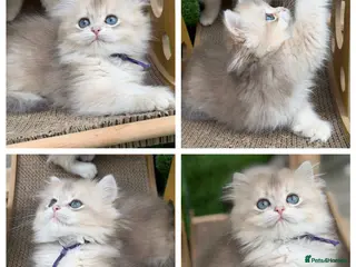 British Shorthair cats British shorthair blue golden kittens GCCF - Advert 9