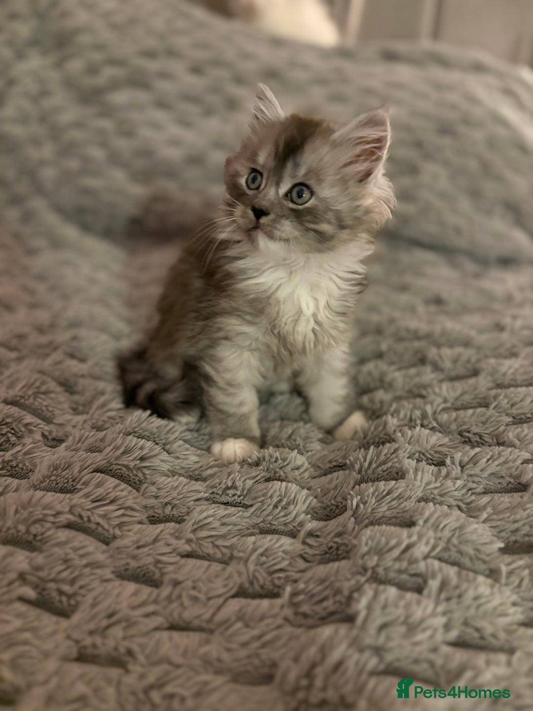 Mixed Breed cats for sale: Stunning Maine coon x Scottish Fold kittens - Advert 18