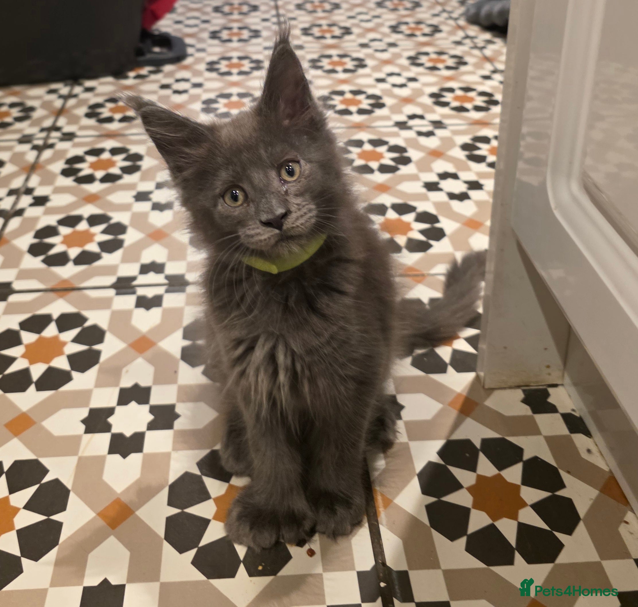 Maine Coon cats Maine coon pedigree kittens  - Advert 14