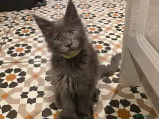 Maine Coon cats Maine coon pedigree kittens - Advert 8