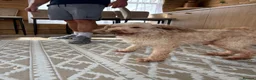 Miniature Poodle dogs for sale: Miniature poodle - Advert 3
