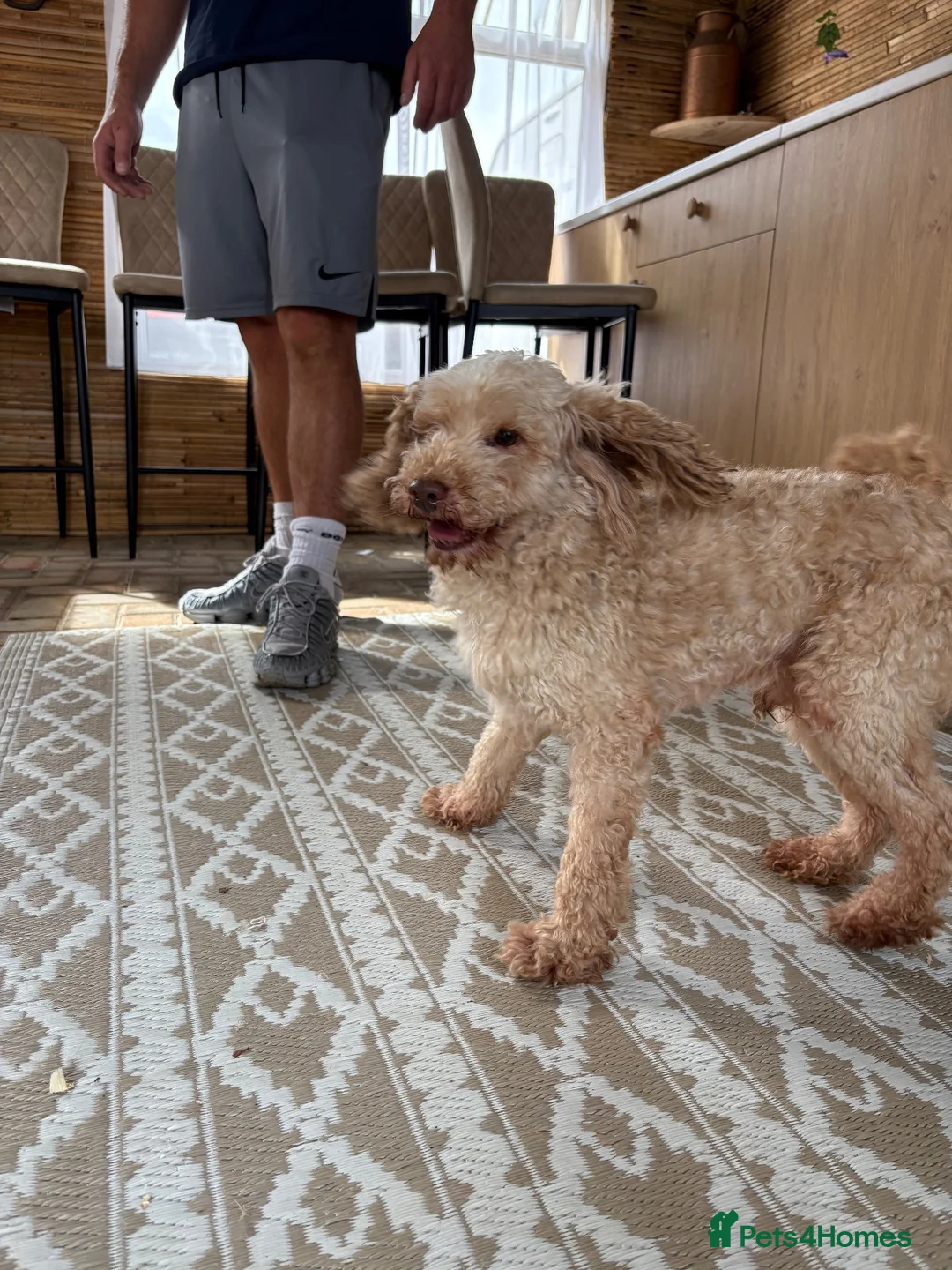 Miniature Poodle dogs for sale: Miniature poodle - Advert 3