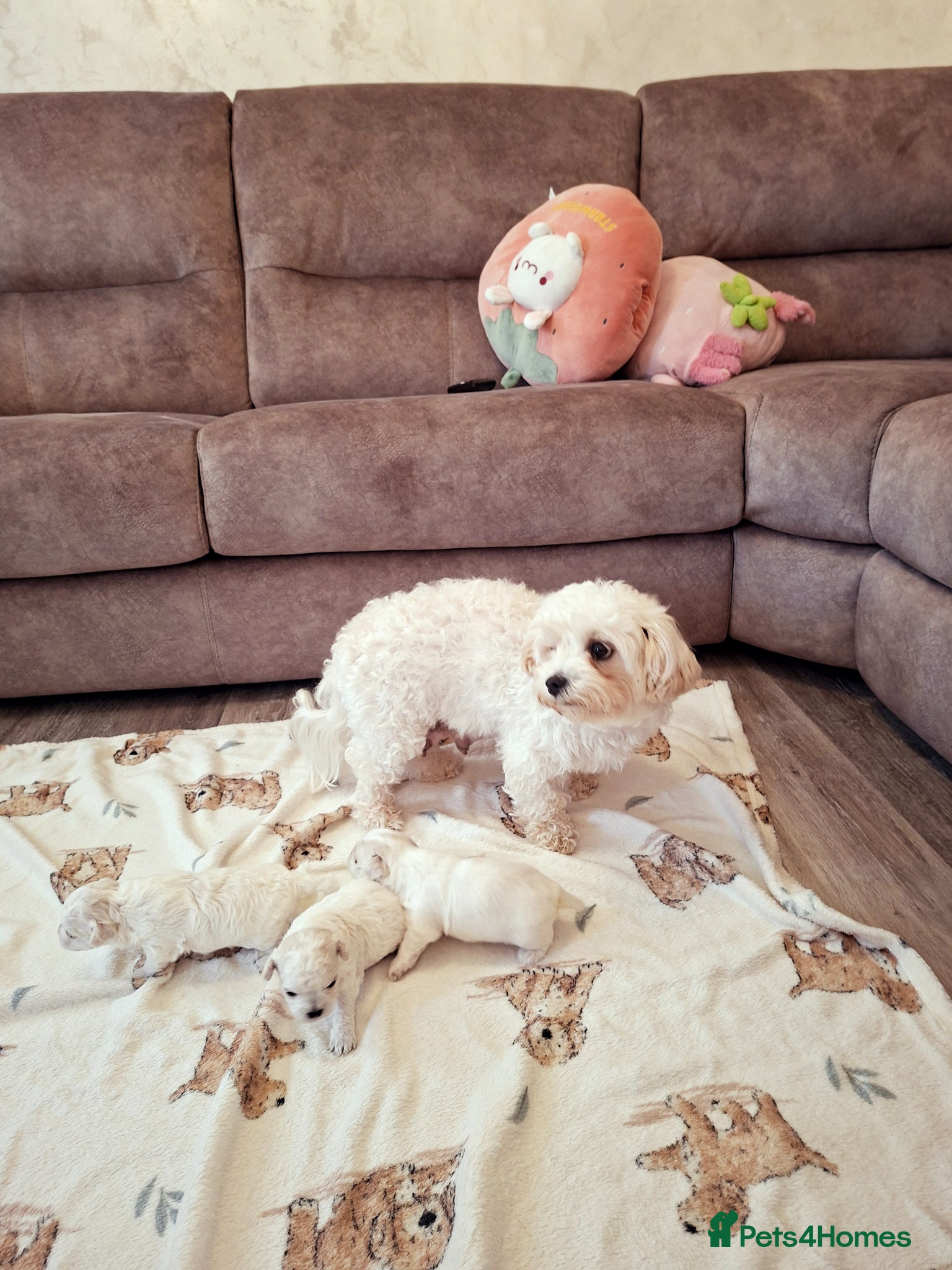 Maltese dogs Maltes puppies !! - Advert 1