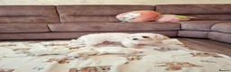 Maltese dogs for sale: Maltes puppies !! - Advert 1