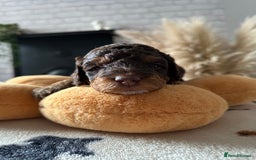 Cockapoo dogs for sale: Not Just Any Cockapoo Puppies – The Special Few - Image 35