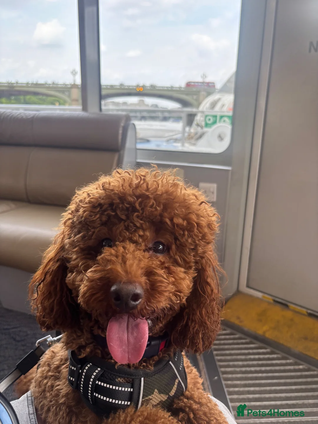 Miniature Poodle dogs for stud: Teddy  - Advert 2