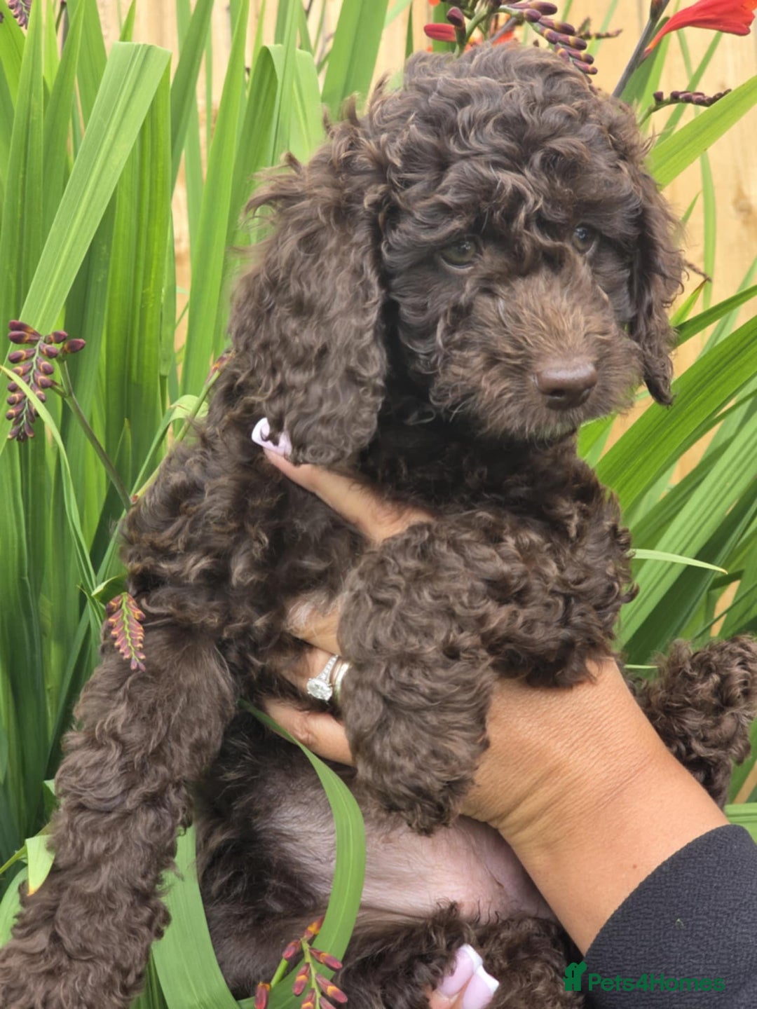 Sproodle dogs for sale: Gorgeous Chocolate Sproodle Puppies - Image 3