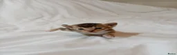 Mixed Breed cats for sale: Abyssinian X from outcross programme - Advert 4
