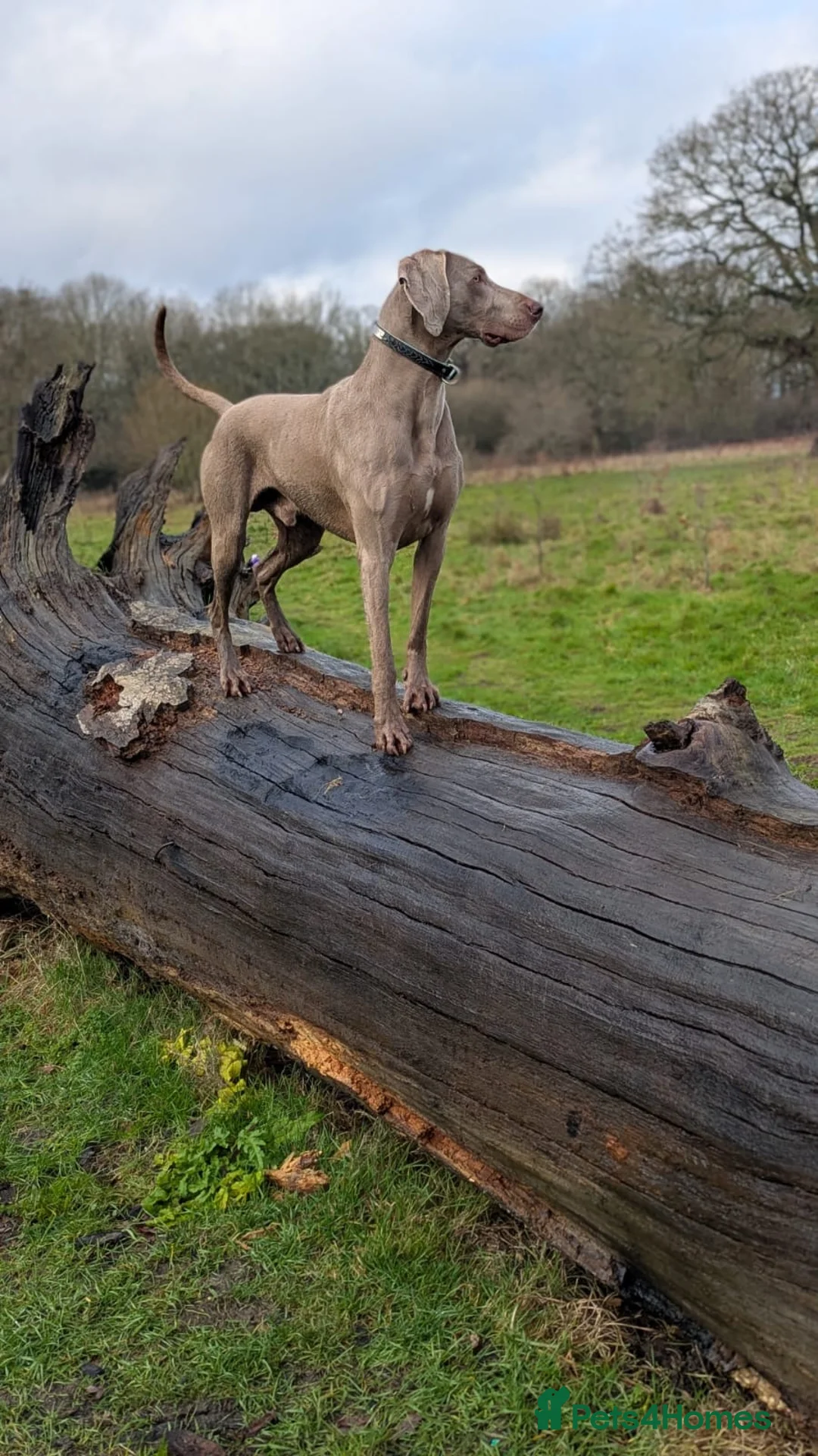 Weimaraner dogs for sale: Weimaraner puppies for sale  - Advert 9
