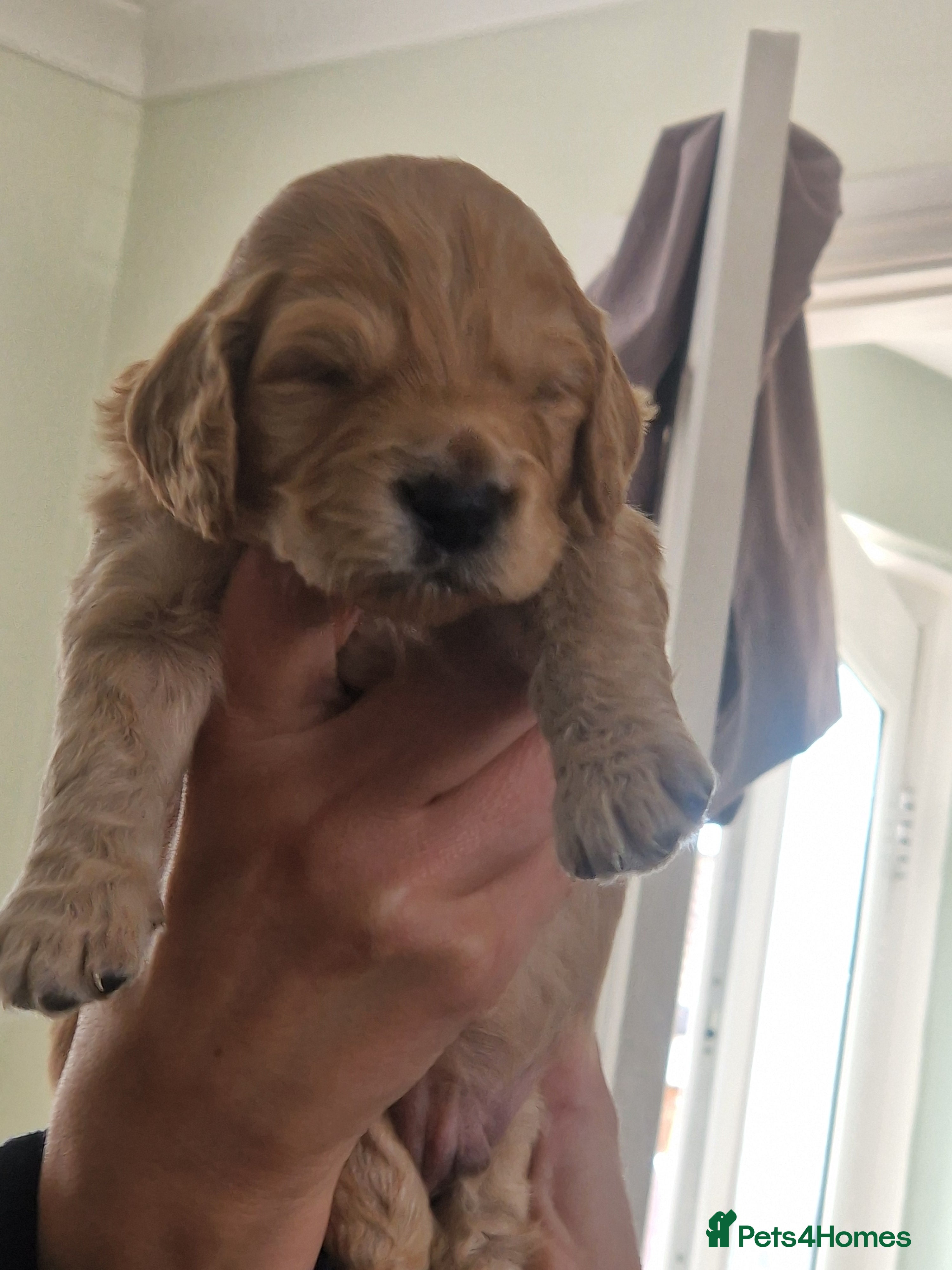 Cockapoo dogs for sale: Last beautiful boy left Gorgeous Golden Cockerpoo - Advert 38