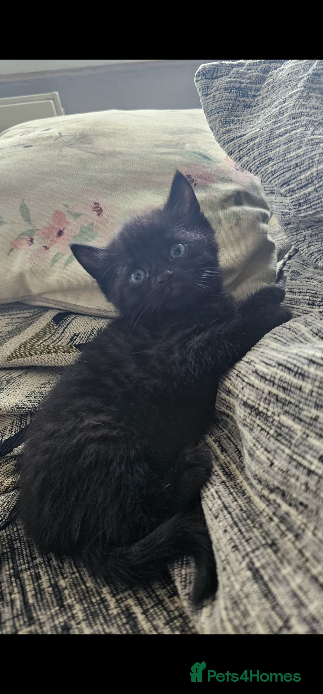 Mixed Breed cats for sale: Kitten for sale  - Image 3