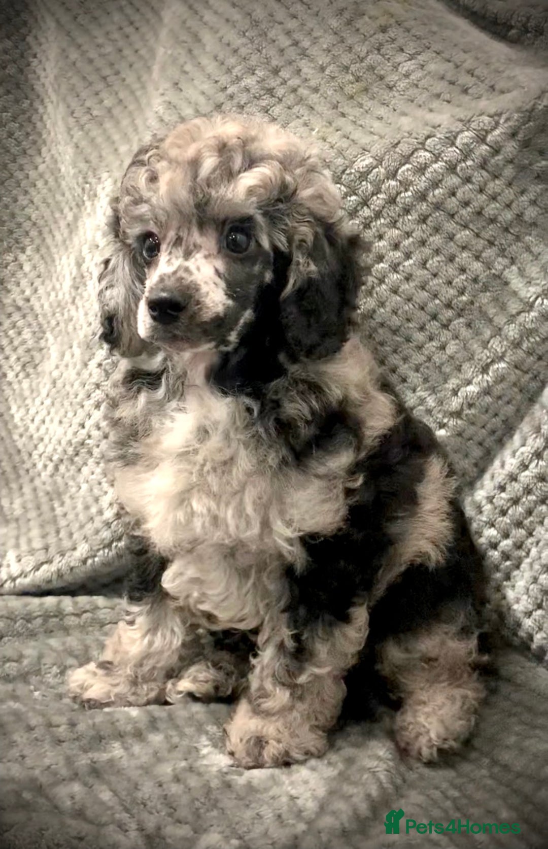 Miniature Poodle dogs for stud: Merle Miniature Poodle at Stud - Advert 10