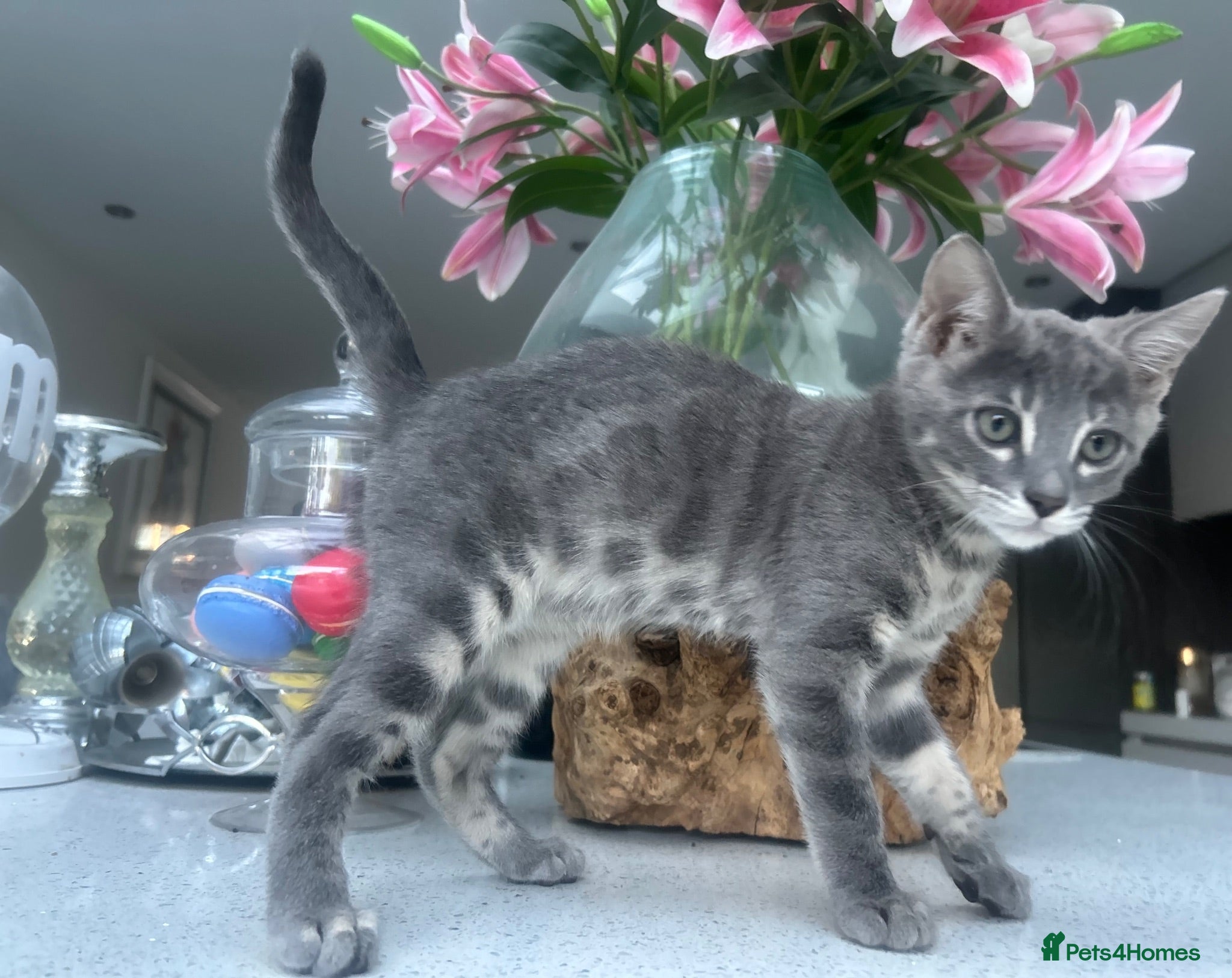 Bengal cats 💙 READY NOW! 3 Blue Female TICA Bengal kittens  - Advert 6