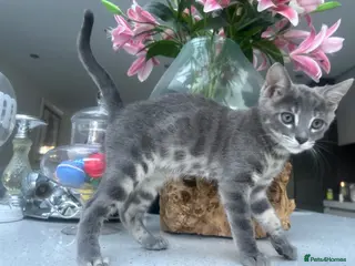 Bengal cats 💙 READY NOW! 3 Blue Female TICA Bengal kittens - Advert 6
