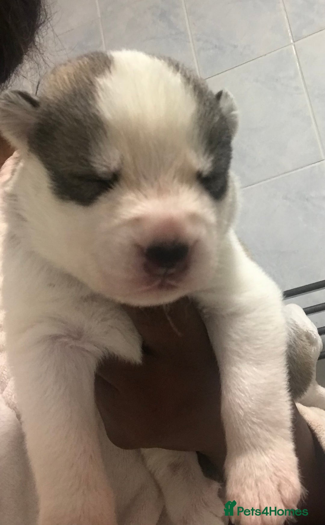 Siberian Husky dogs for sale: Magnificent Pure Siberia Husky Puppies  - Advert 14