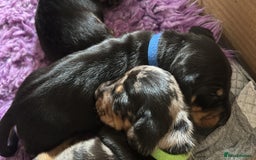 Miniature Dachshund dogs for sale: Miniature dachshund mix priced  - Image 17