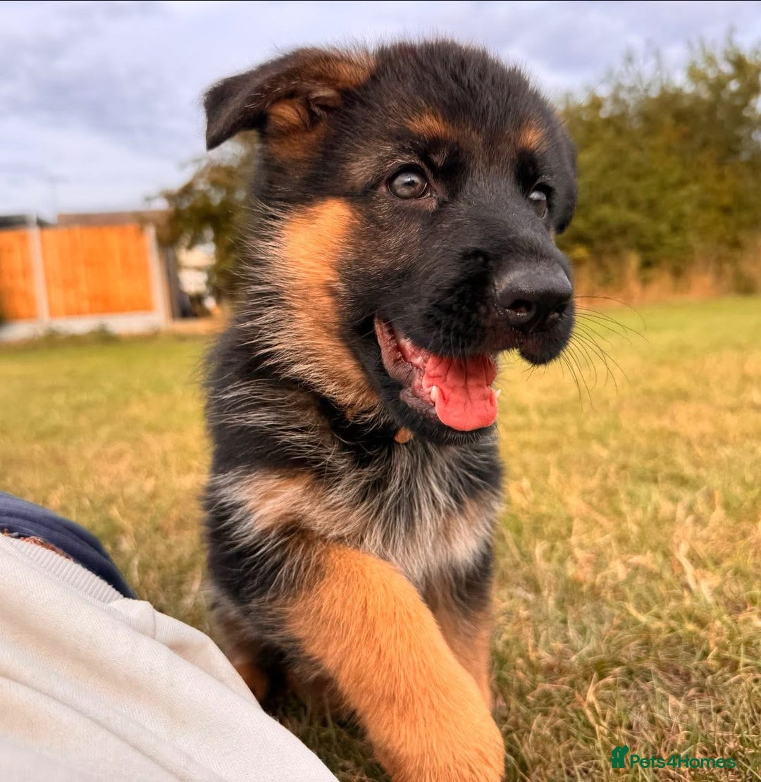 German Shepherd dogs for sale: Last female-health and temperament tested parents - Image 5