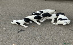 English Springer Spaniel dogs for sale: 6 springer spaniels pups - Image 4