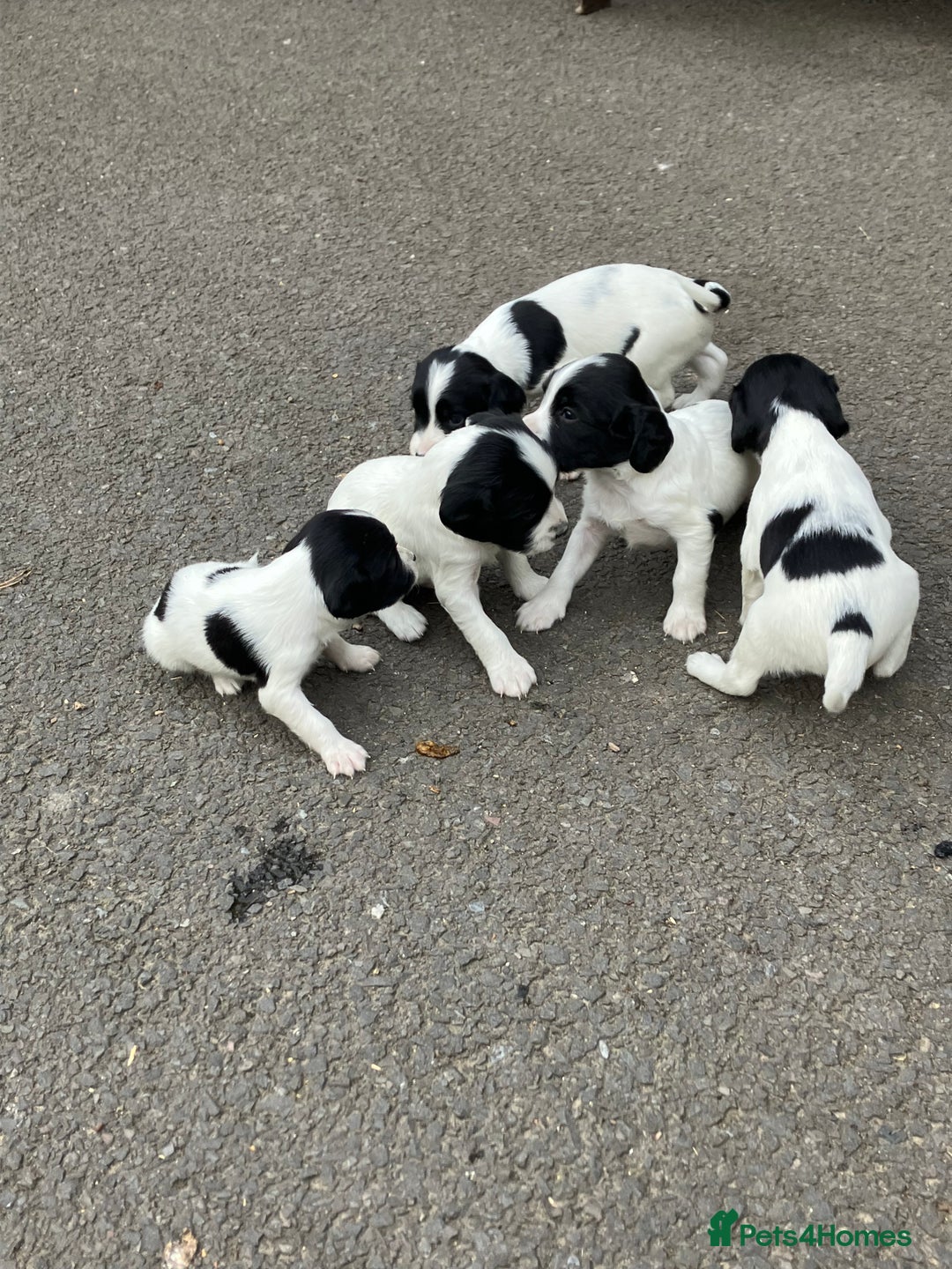 English Springer Spaniel dogs for sale: 6 springer spaniels pups - Image 4