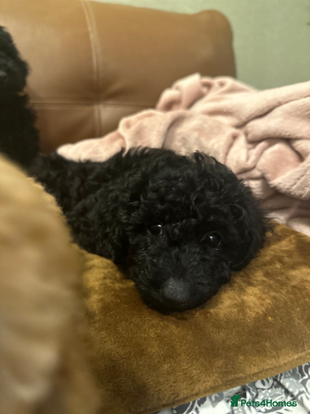 Toy Poodle dogs for sale: Stunning toy poodles  - Advert 27