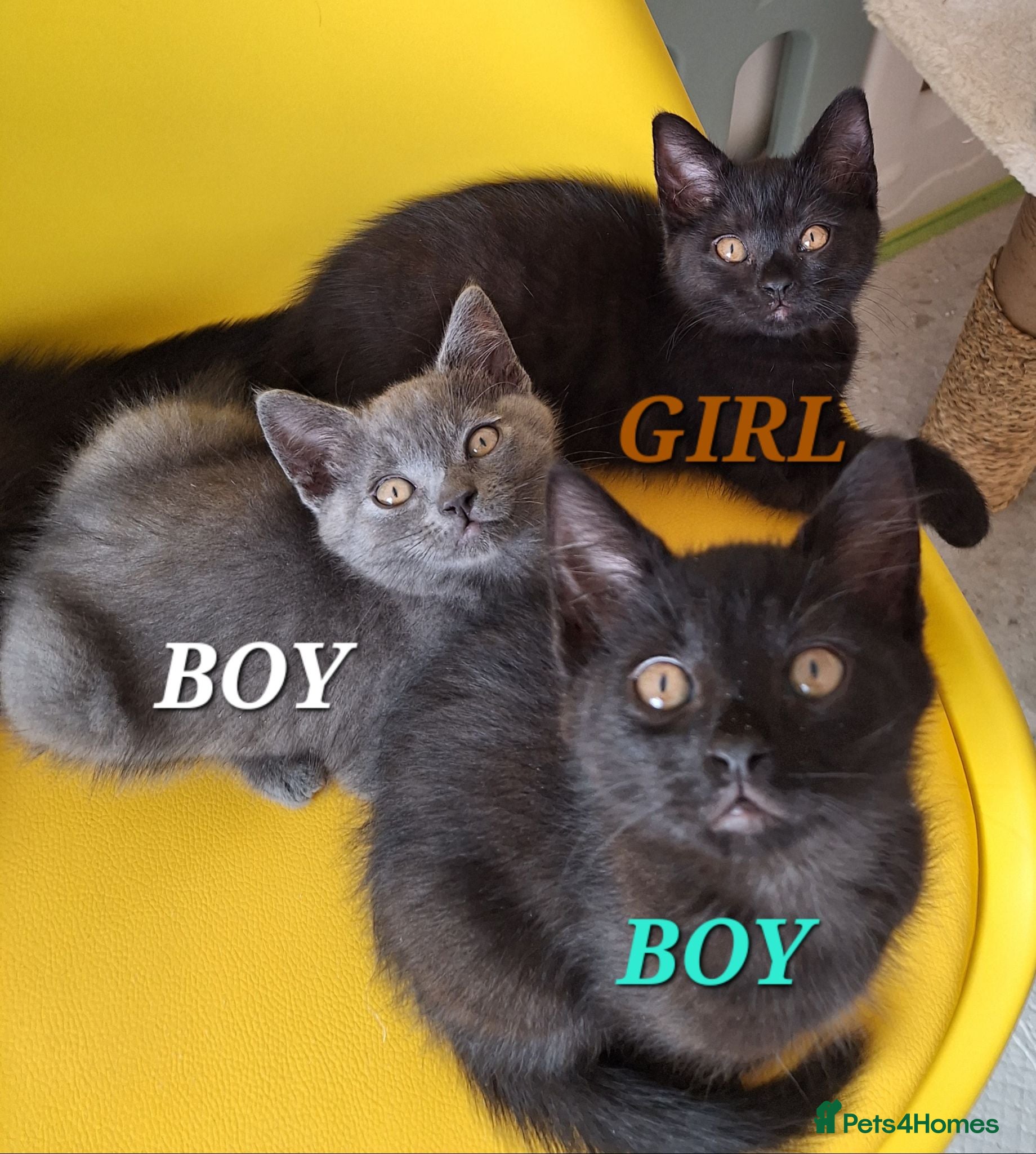 British Shorthair cats Chocolate-cinnamon,grey colour BSH kittens,London - Advert 1