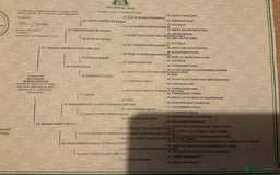 Hungarian Vizsla dogs for sale: Hungarian Wire Haired Vizsla  - Image 6