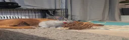 Flemish rabbits for sale: 1 year old Female Flemish Giant - Advert 5
