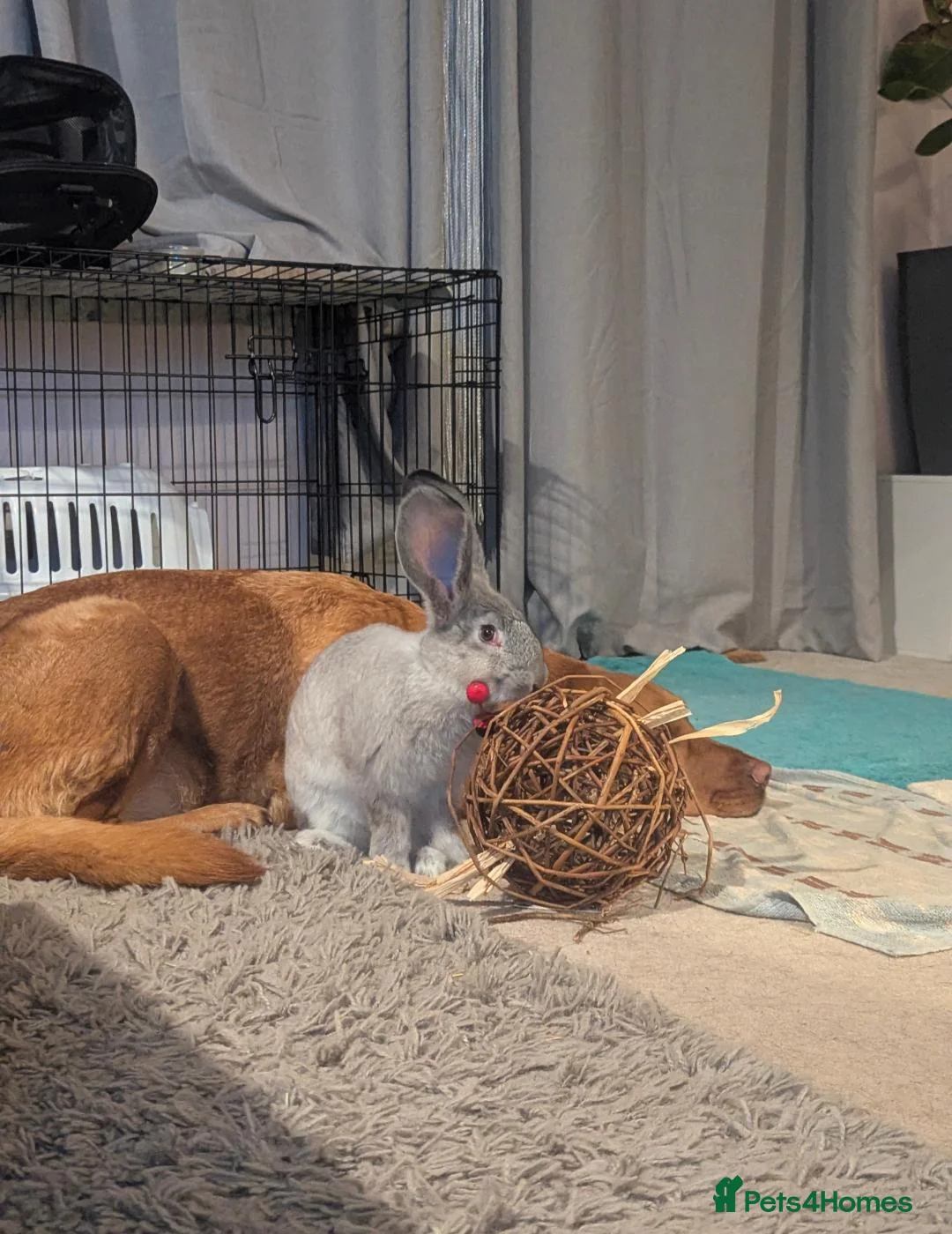 Flemish rabbits for sale: 1 year old Female Flemish Giant - Advert 5