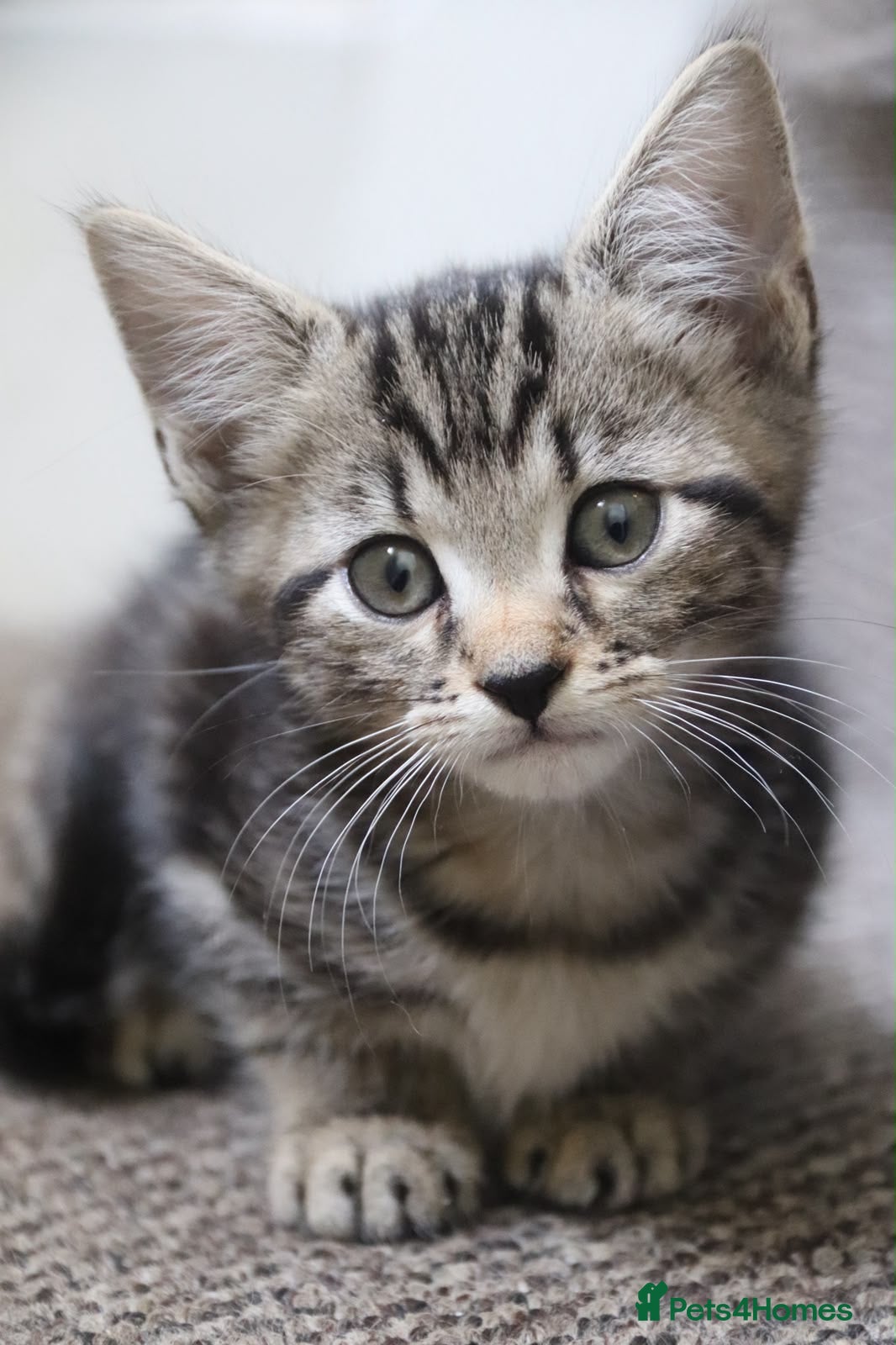 Mixed Breed cats Stunning part Siamese kittens ready now  - Advert 1