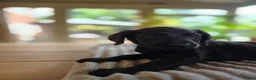 Labradoodle dogs for sale: 4 Gorgeous Fluffy Labradoodle girls - Advert 24