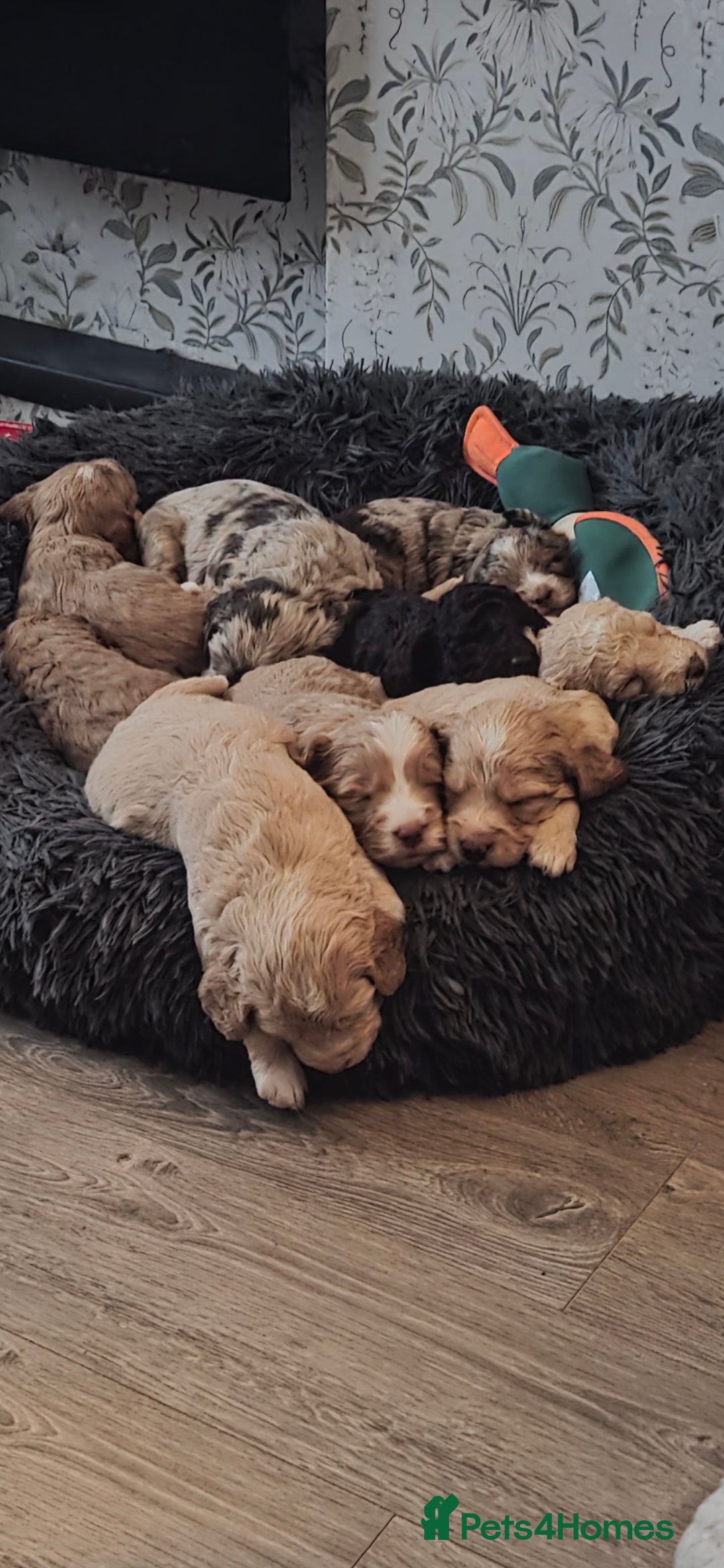 Cockapoo dogs for sale: Cockapoo Puppies - Advert 11