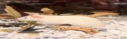 Hamster rodents for sale: Hamster + full cage setup & extras  in Tipton - Advert 2