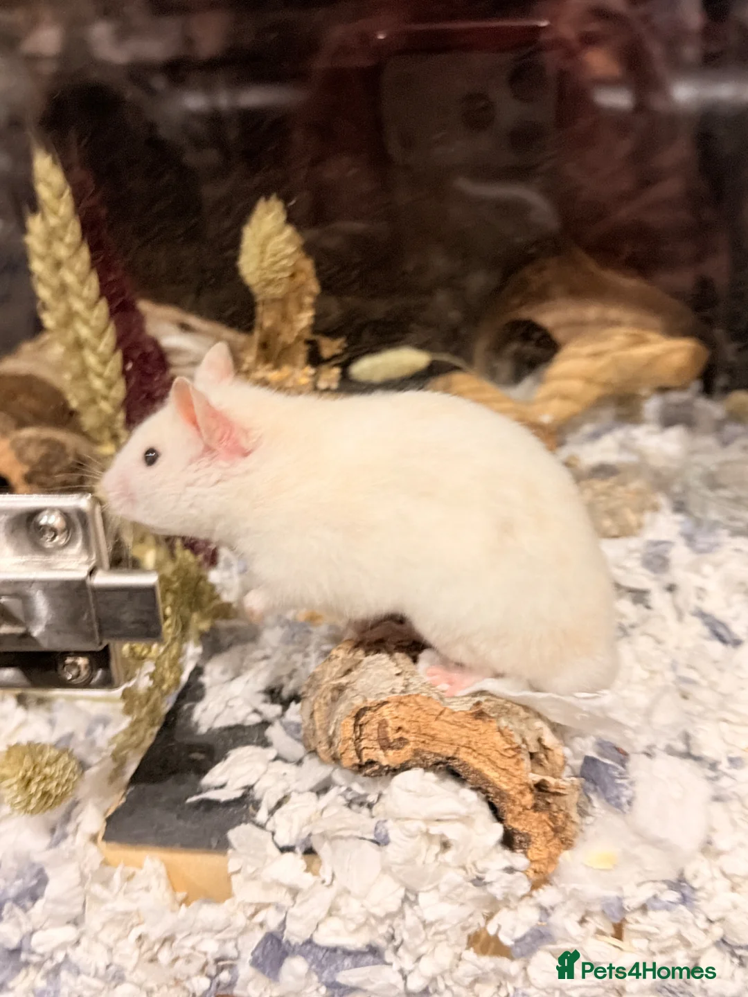 Hamster rodents for sale: Hamster + full cage setup & extras  in Tipton - Advert 2