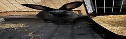 Continental Giant rabbits for sale: 2x continental giant females in Gloucester - Advert 1