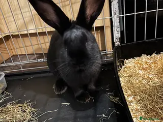 Continental Giant rabbits 2x continental giant females - Advert 1