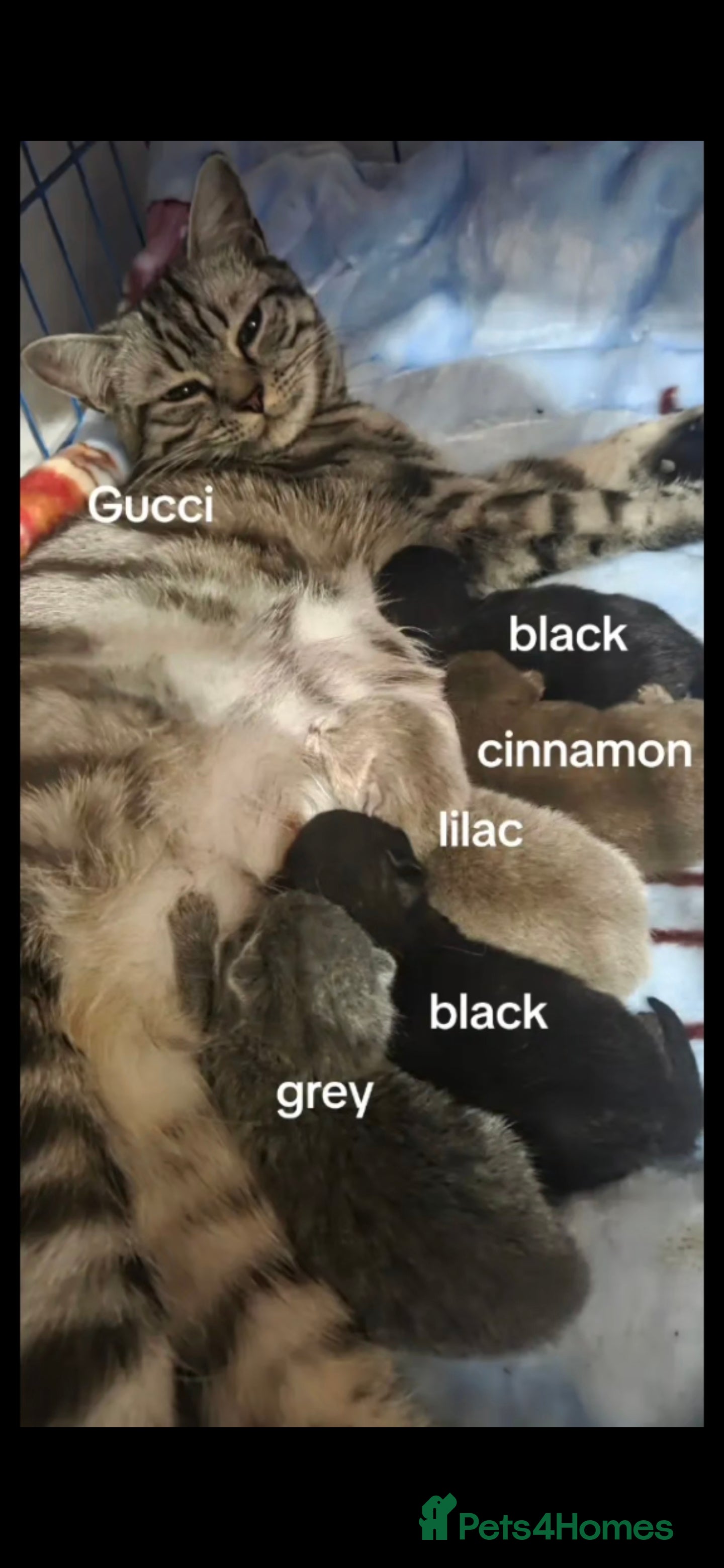 British Shorthair cats Pedigree British Short Hair/Scottish Fold - Advert 1