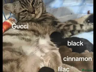 British Shorthair cats Pedigree British Short Hair/Scottish Fold - Advert 18