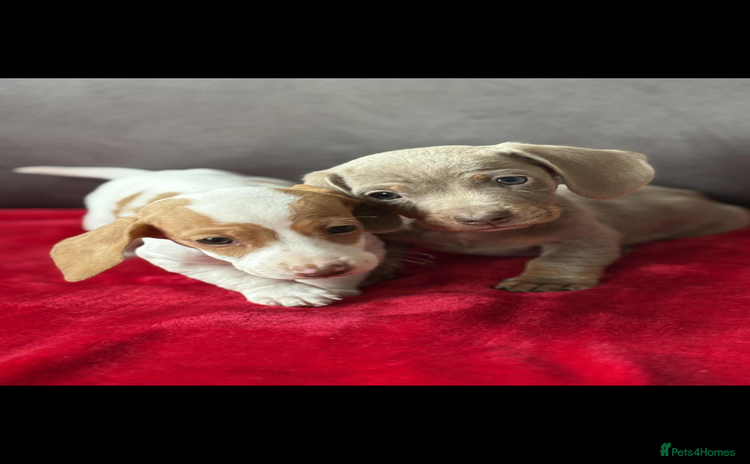 Miniature Dachshund dogs - Advert 15