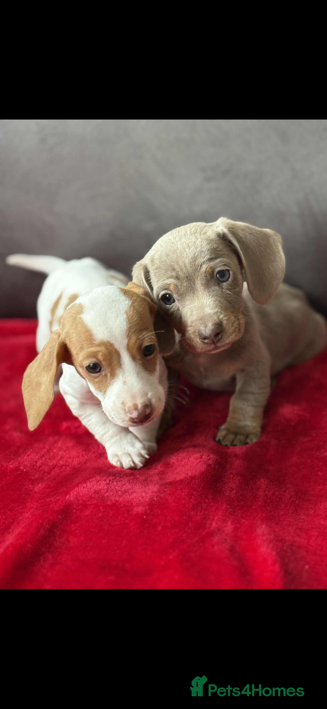 Miniature Dachshund dogs for sale: Beautiful miniature dachshund  - Image 1