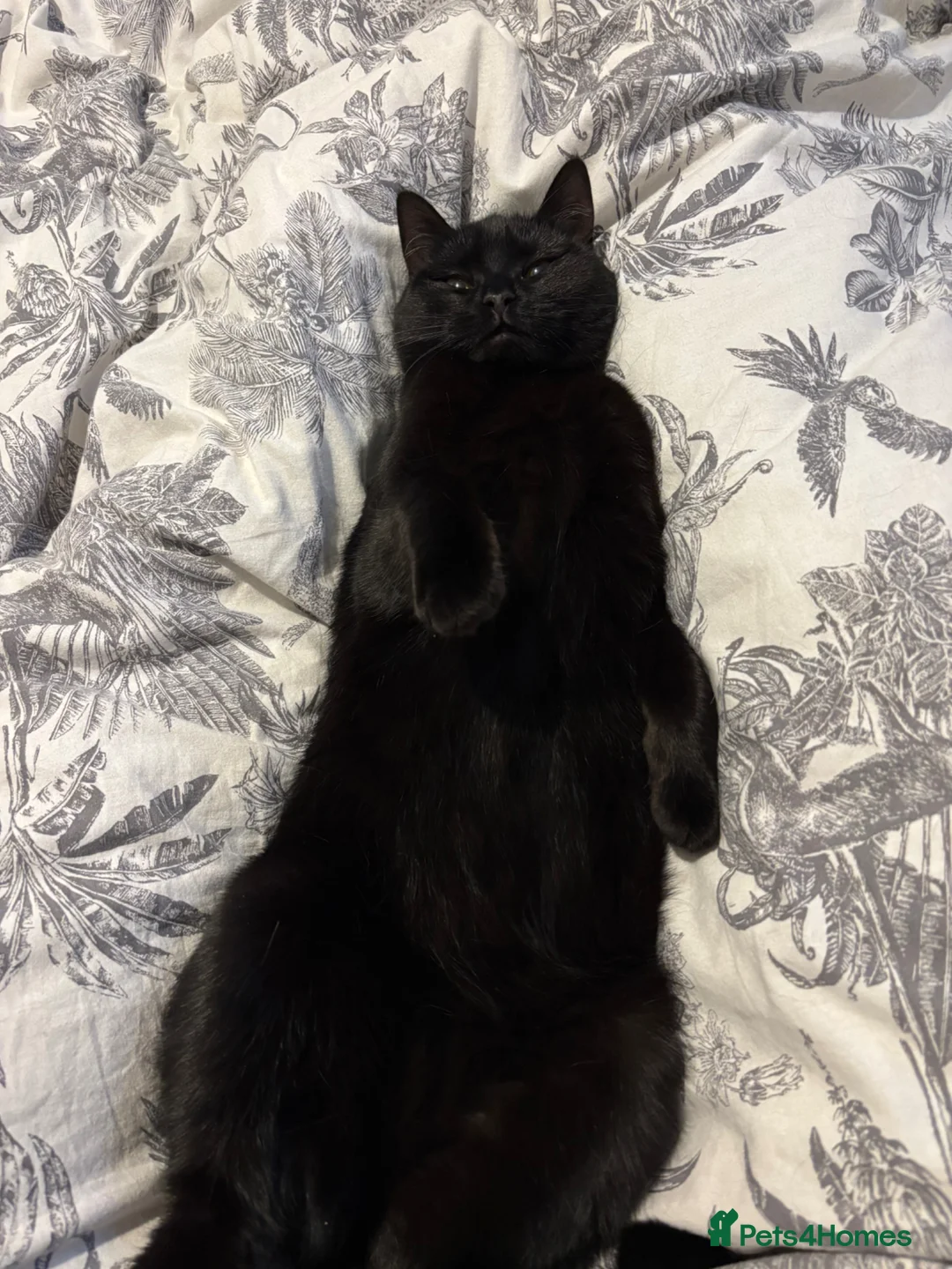 Mixed Breed cats for sale: 2 Gorgeous little girls left  - Advert 1