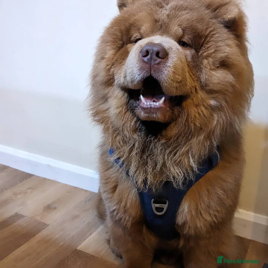 Chow Chow dogs for sale: KC Lilac male chow - champion bloodline - Advert 2