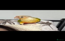 Conures birds for sale: Lovely pineapple conure - full cage set up - Image 2
