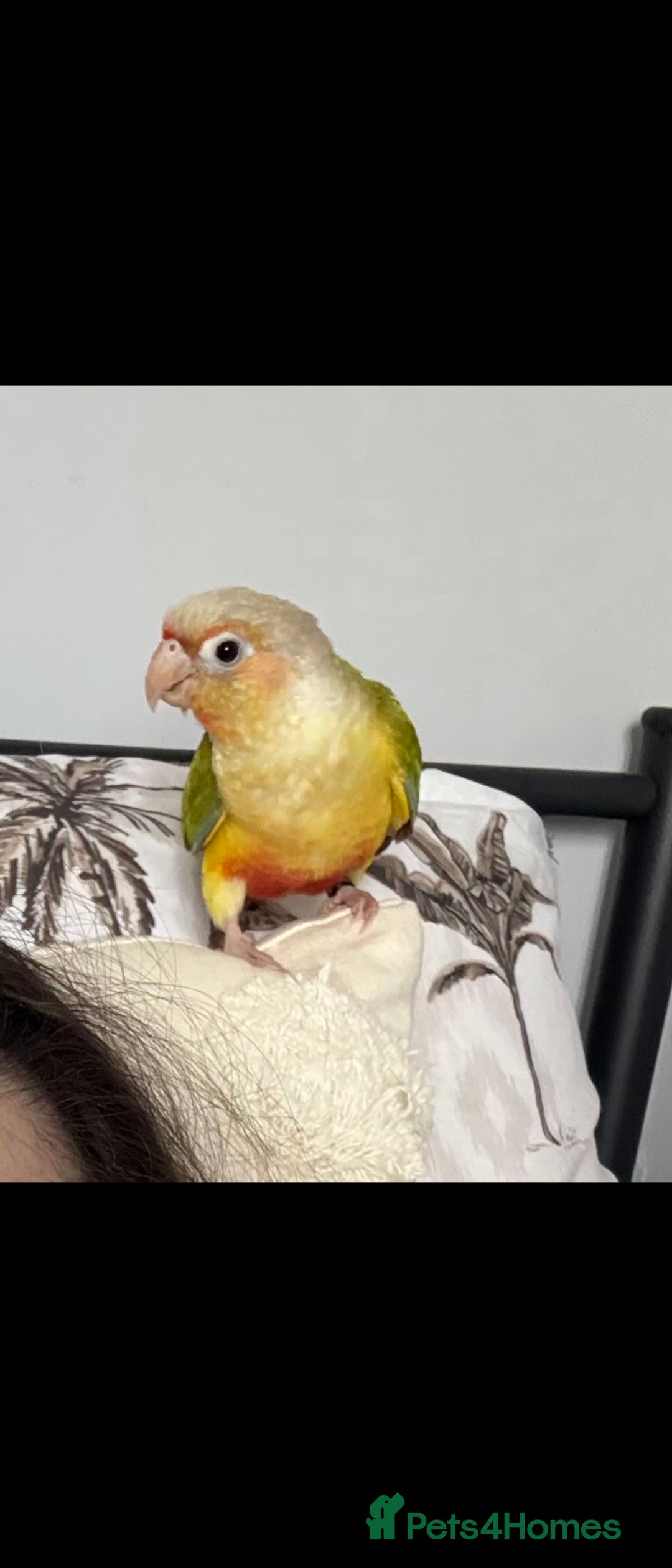 Conures birds for sale: Lovely pineapple conure - full cage set up - Image 2