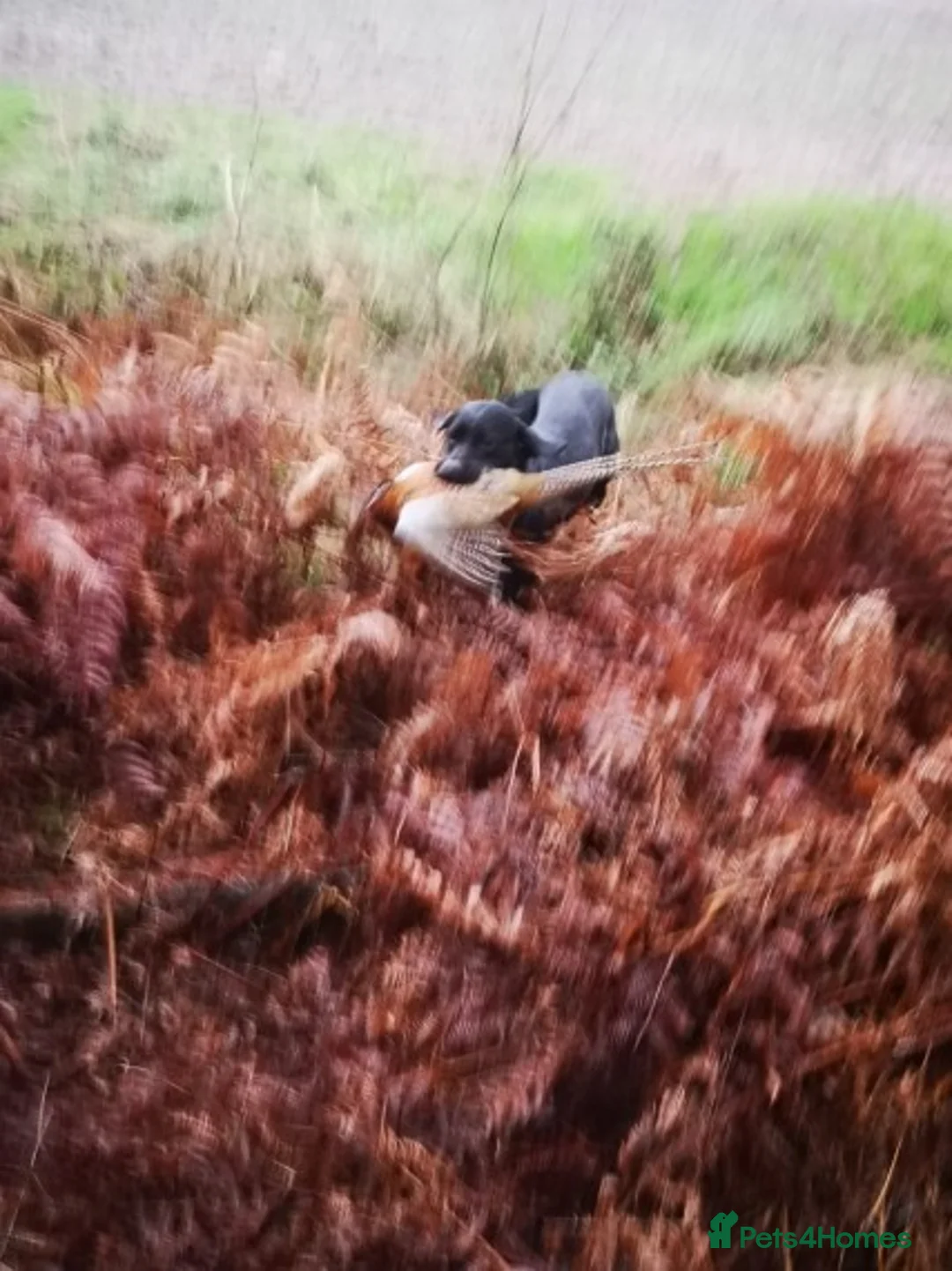 Labrador Retriever dogs for stud: * At Stud KC Health tested Labrador* in Malton - Advert 6